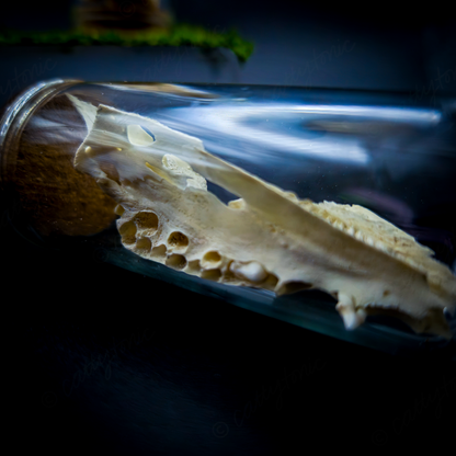 Mammal Bone Specimen Jar