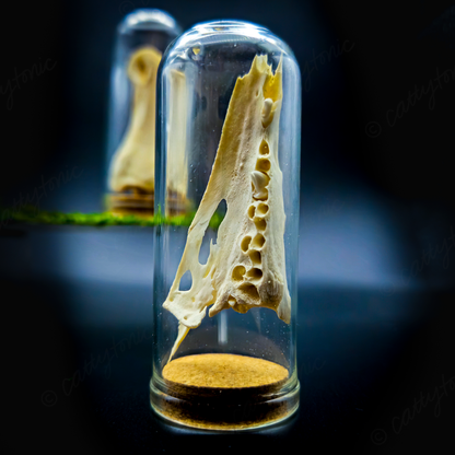 Mammal Bone Specimen Jar