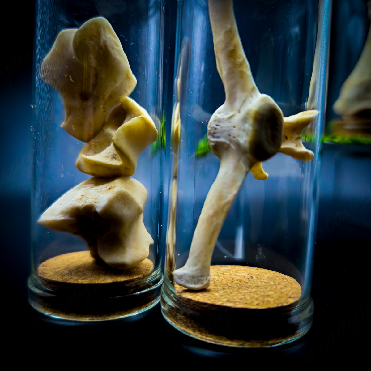 Mammal Bone Specimen Jar