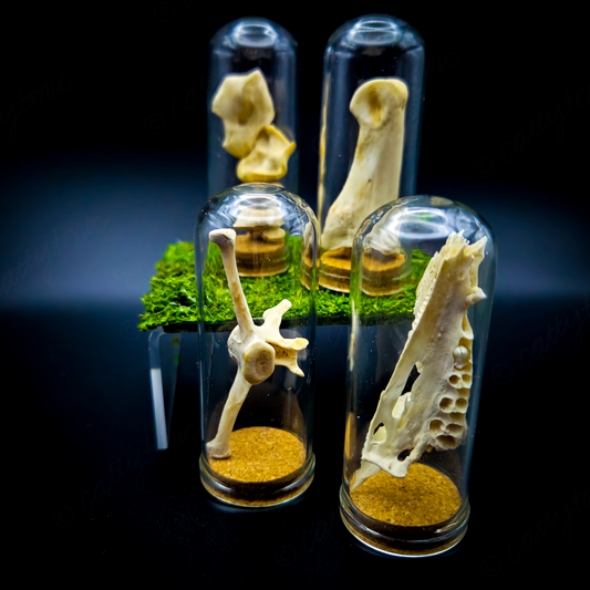 Mammal Bone Specimen Jar