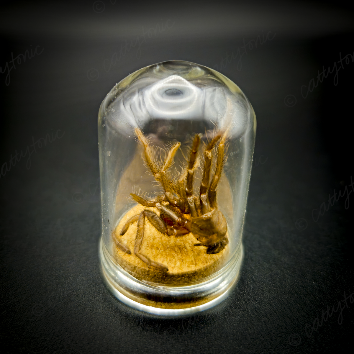 Tarantula Full Molt Oddity Vial