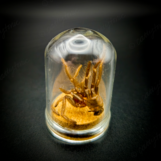 Tarantula Full Molt Oddity Vial