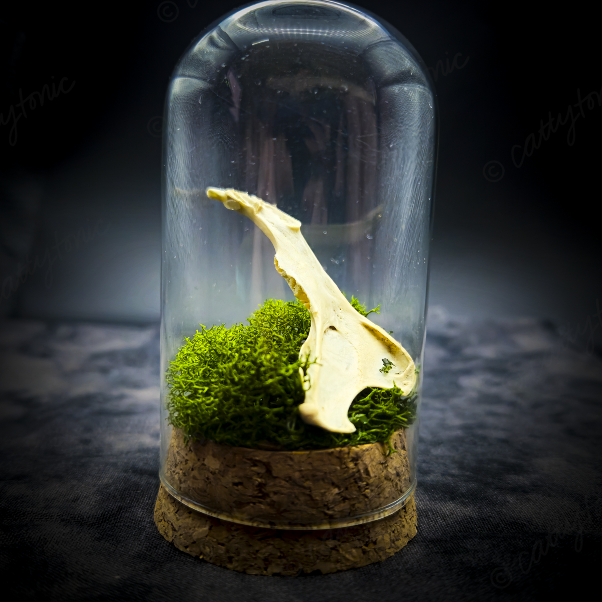 Mammal Bone Specimen Jar
