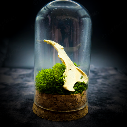 Mammal Bone Specimen Jar
