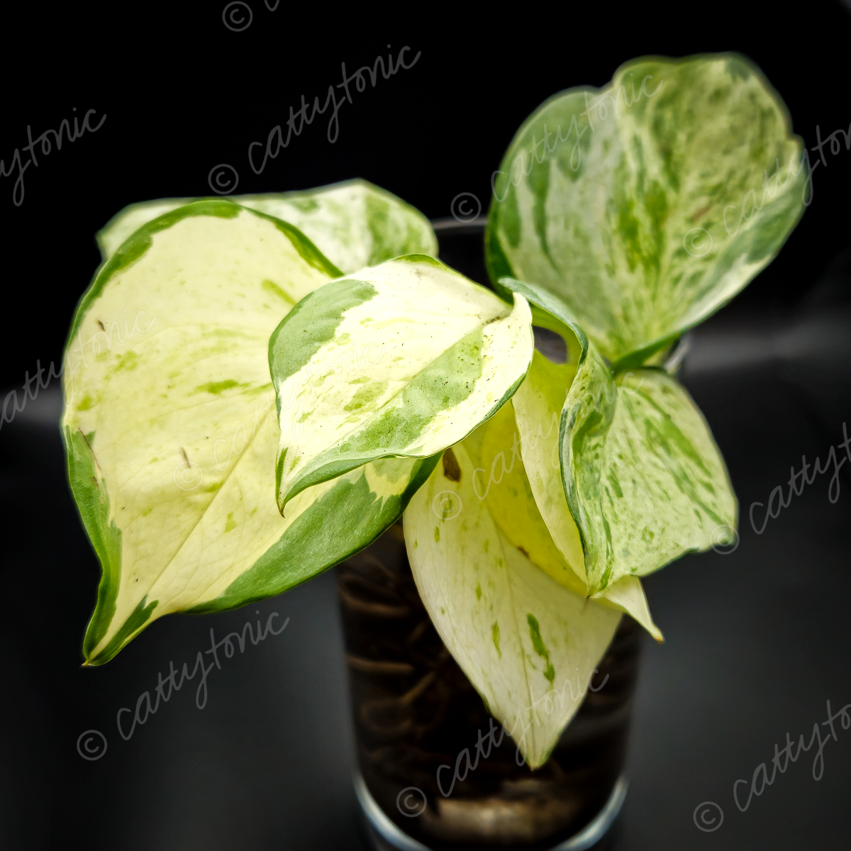 Rooted Manjula Pothos Cuttings