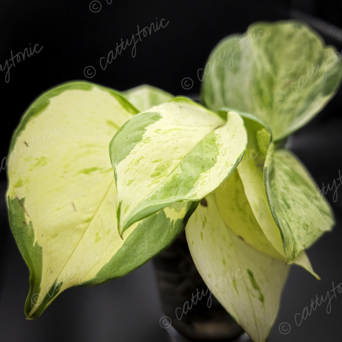 Rooted Manjula Pothos Cuttings