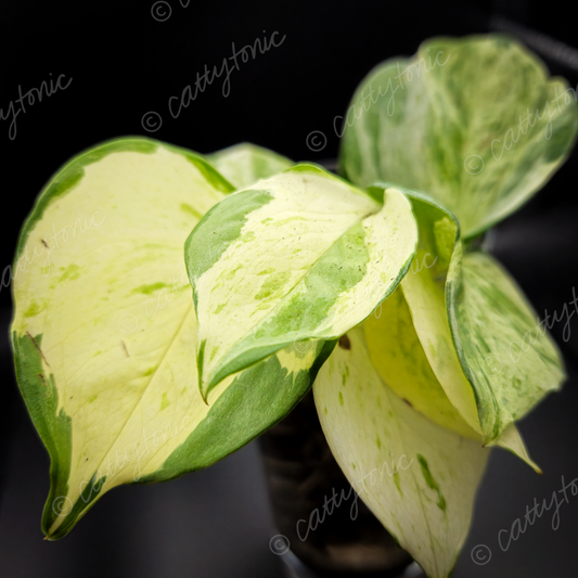 Rooted Manjula Pothos Cuttings