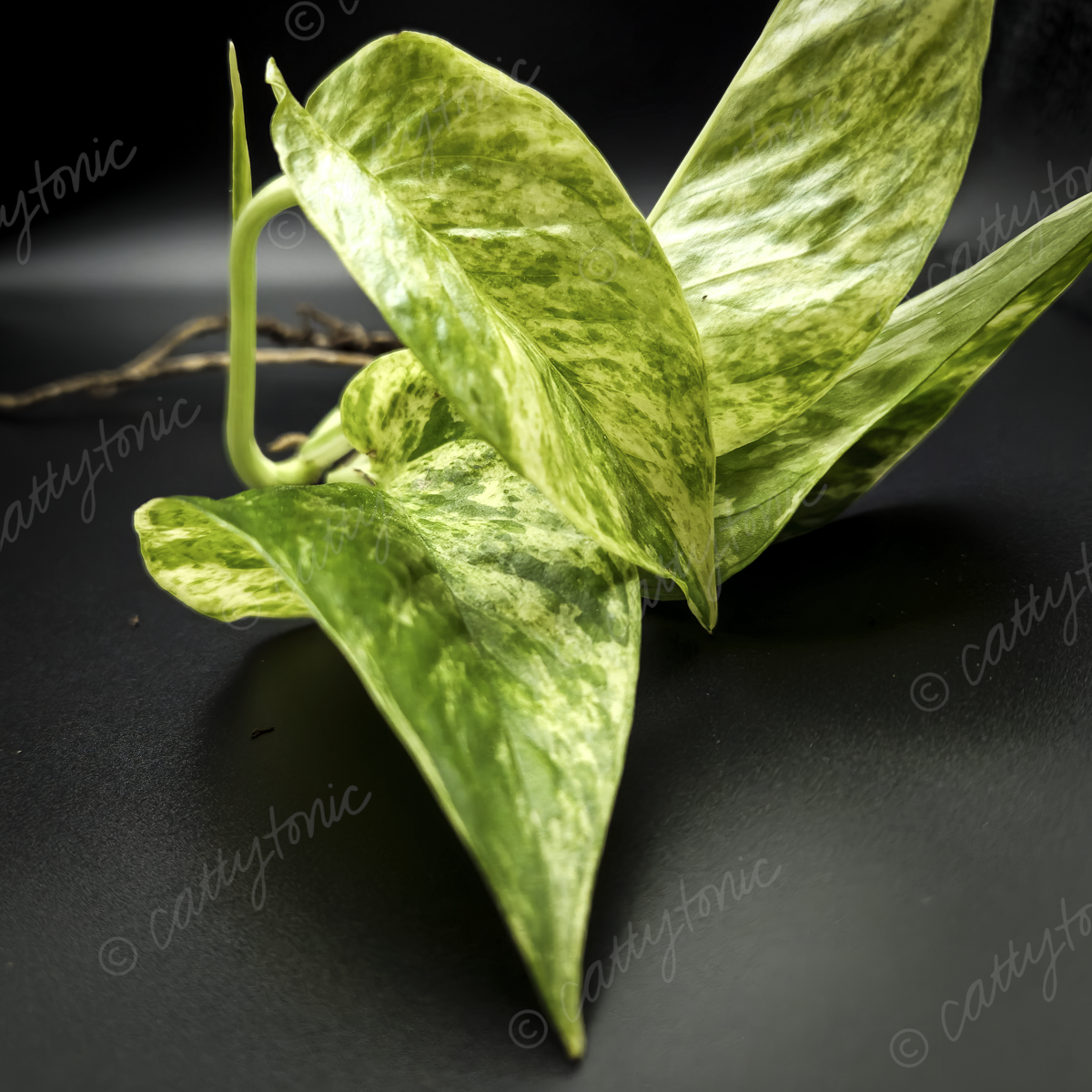 Rooted Marble Queen Pothos Plants