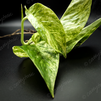 Rooted Marble Queen Pothos Plants