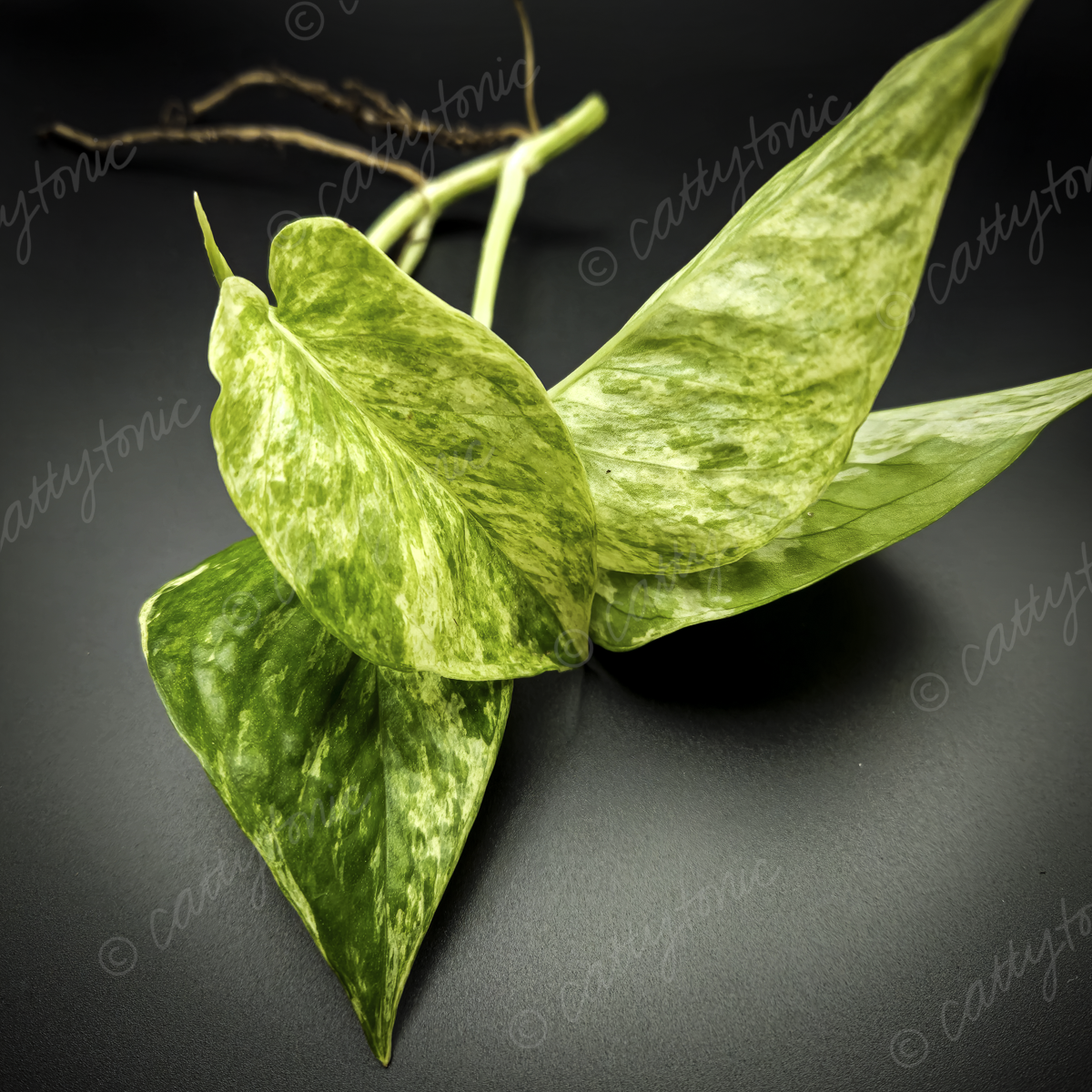 Rooted Marble Queen Pothos Plants