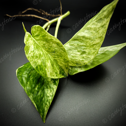 Rooted Marble Queen Pothos Plants