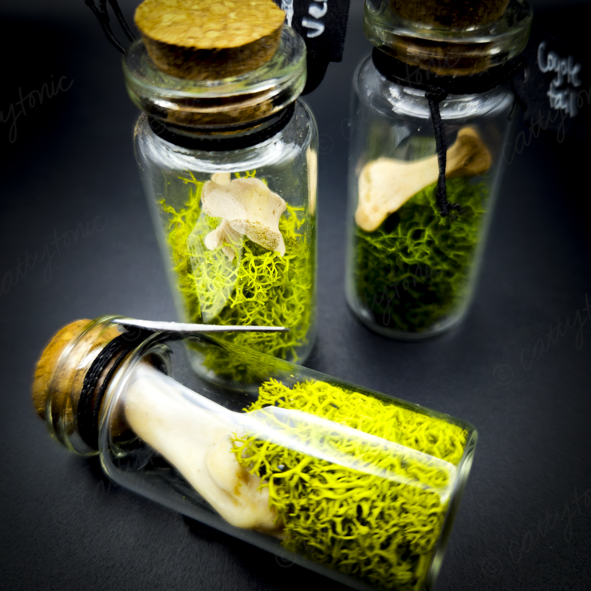 Mammal Bone Specimen Jar