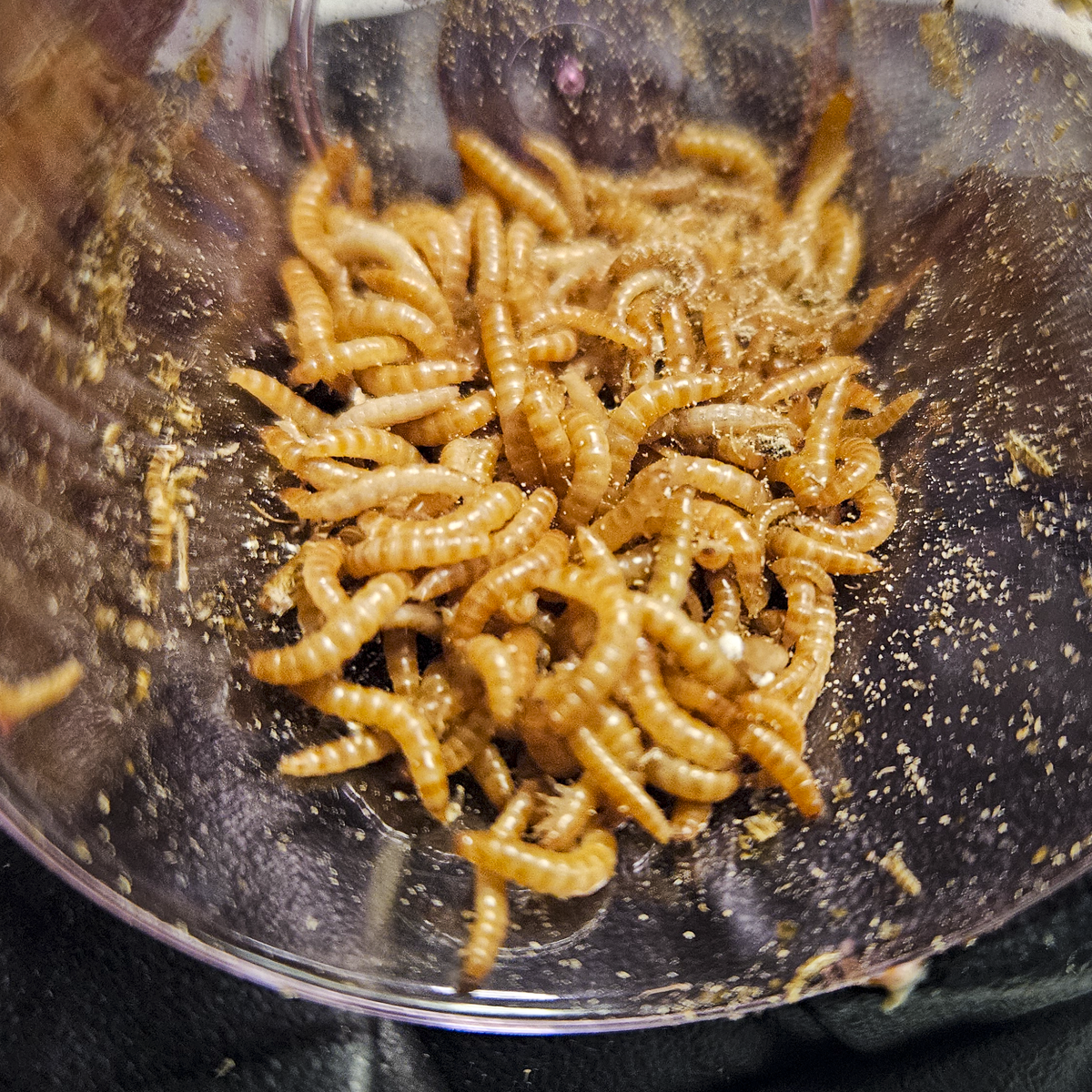 close-up shot of peanut beetle larvae in a small cup
