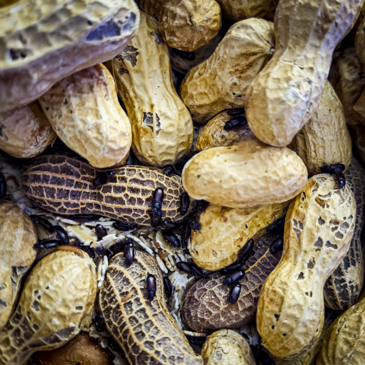 ✨🥜 Peanut Beetle Starter Culture with Habitat!🏚️✨ Full starter pack with larvae ready to feed