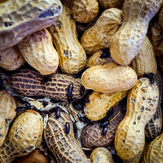 ✨🥜 Peanut Beetle Starter Culture with Habitat!🏚️✨ Full starter pack with larvae ready to feed