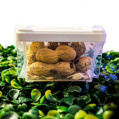✨🥜 Peanut Beetle Starter Culture with Habitat!🏚️✨ Full starter pack with larvae ready to feed