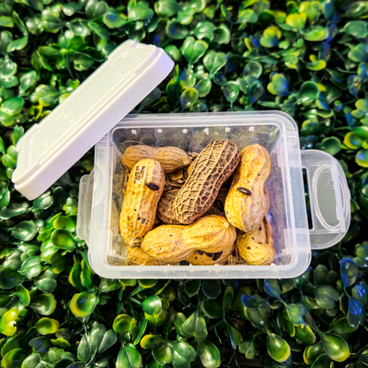 ✨🥜 Peanut Beetle Starter Culture with Habitat!🏚️✨ Full starter pack with larvae ready to feed