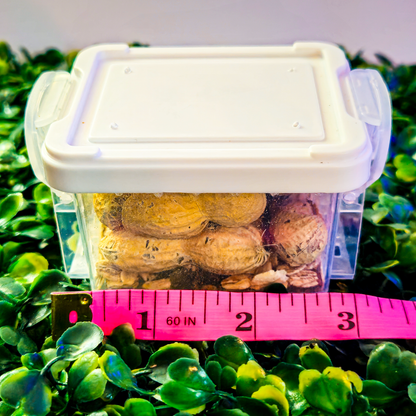 ✨🥜 Peanut Beetle Starter Culture with Habitat!🏚️✨ Full starter pack with larvae ready to feed