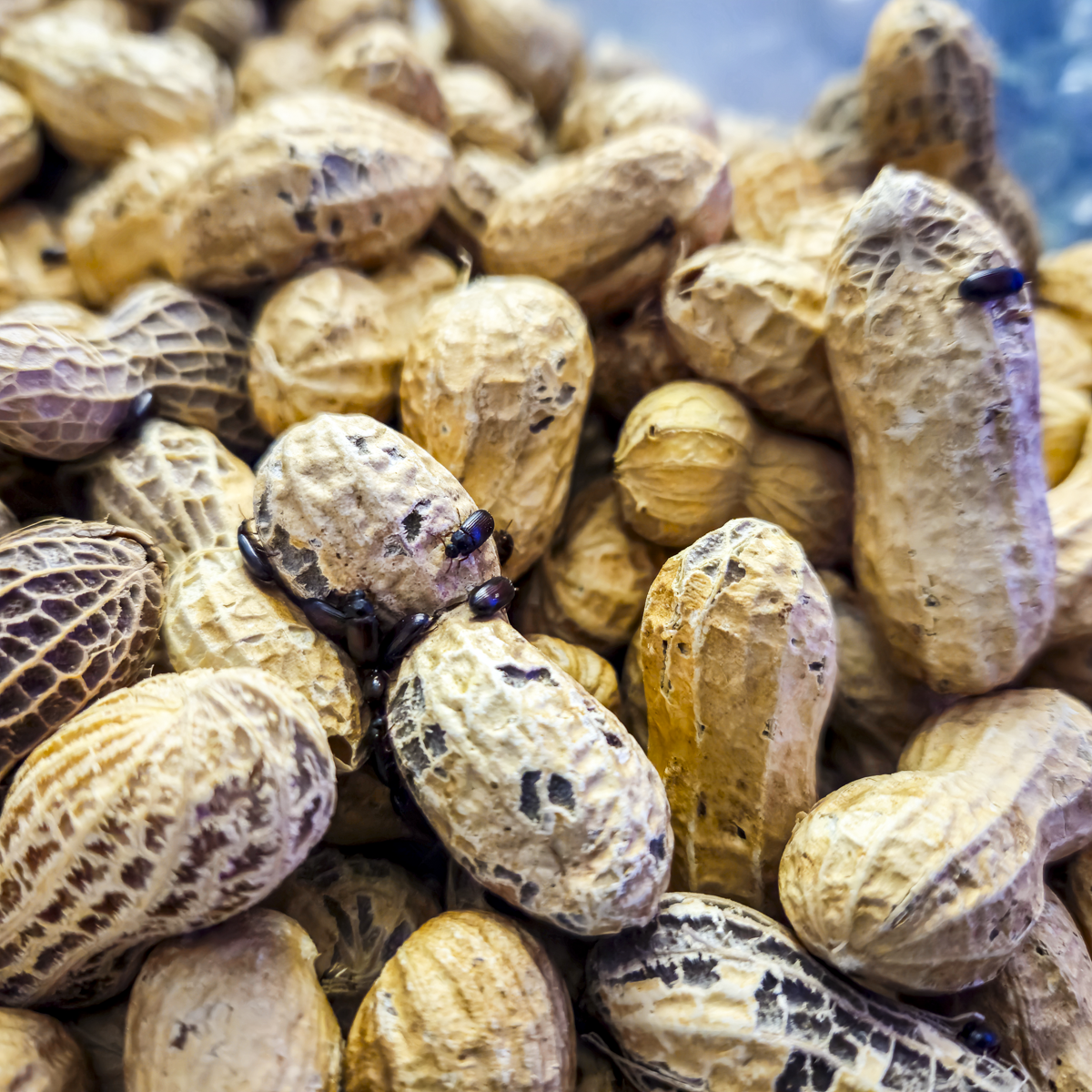✨🥜 Peanut Beetle Starter Culture with Habitat!🏚️✨ Full starter pack with larvae ready to feed