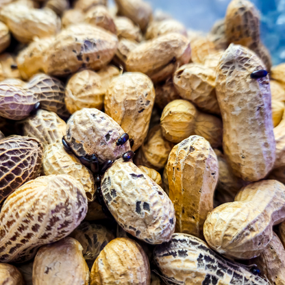 ✨🥜 Peanut Beetle Starter Culture with Habitat!🏚️✨ Full starter pack with larvae ready to feed