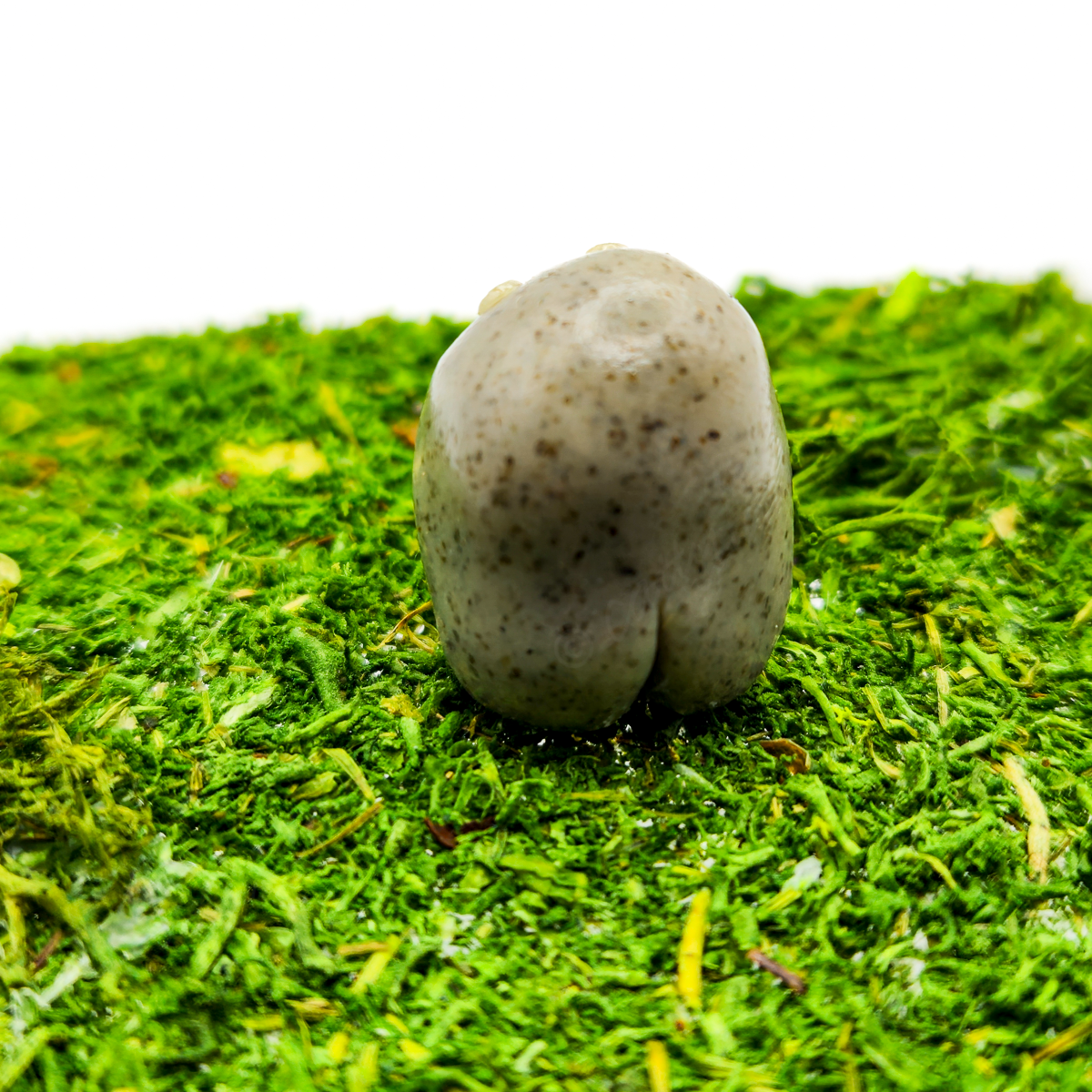 Pet Rock Charm