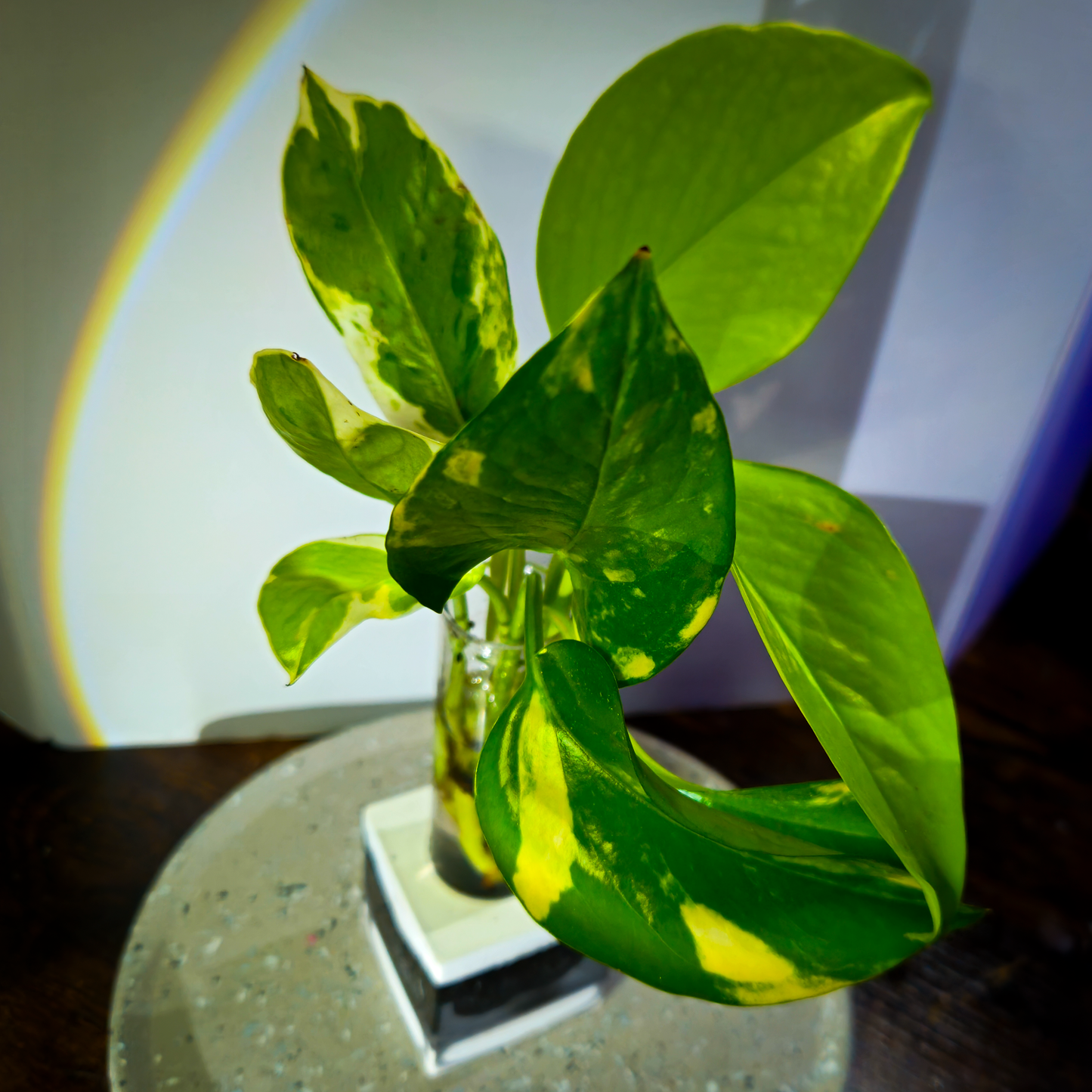3 Ct Rooted Pothos Cutting Bundle (Neon, Golden, & Marble Queen)