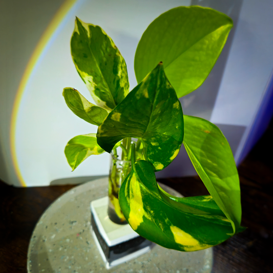 3 Ct Rooted Pothos Cutting Bundle (Neon, Golden, & Marble or Global)