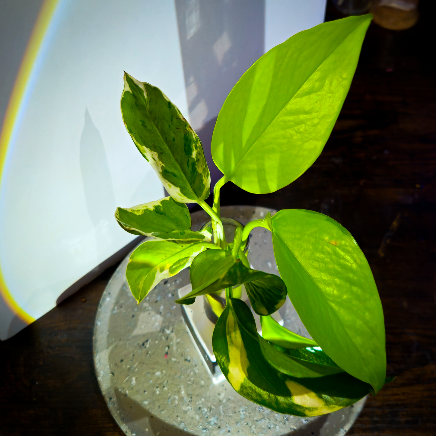 3 Ct Rooted Pothos Cutting Bundle (Neon, Golden, & Marble Queen)