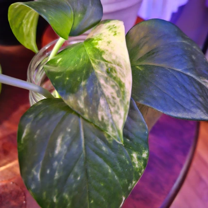 Rooted Golden Pothos Plants