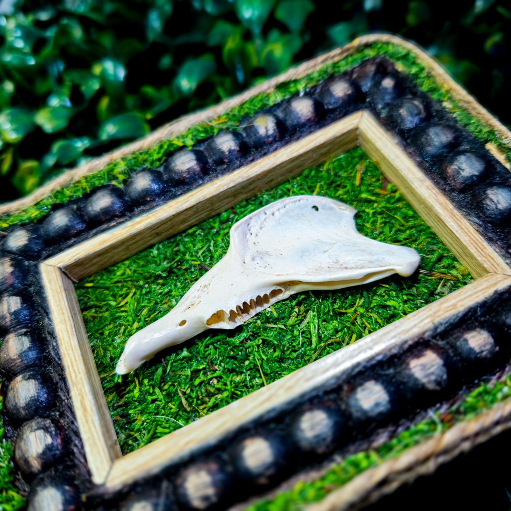 Skunk Jawbone Framed Preserved Specimen