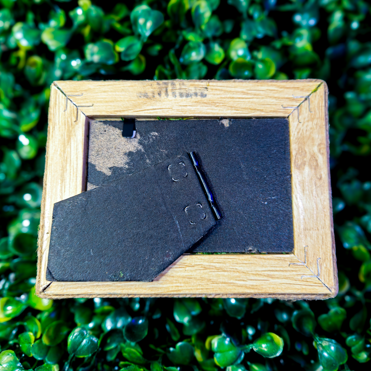 Skunk Jawbone Framed Preserved Specimen