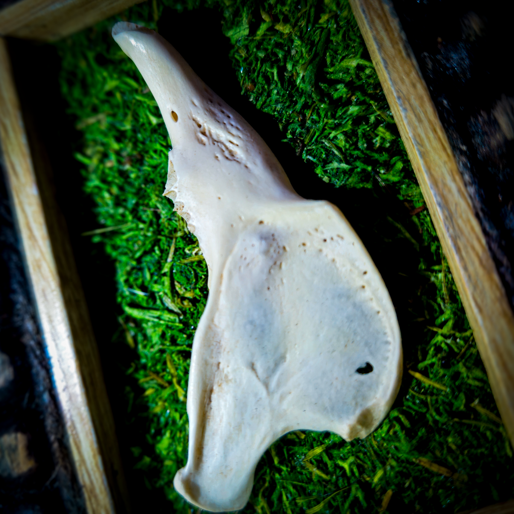 Skunk Jawbone Framed Preserved Specimen