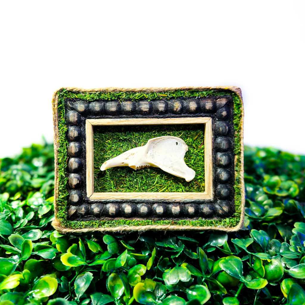 Skunk Jawbone Framed Preserved Specimen