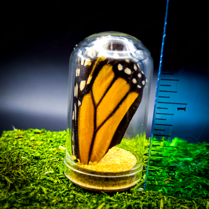 Butterfly Wing Jar