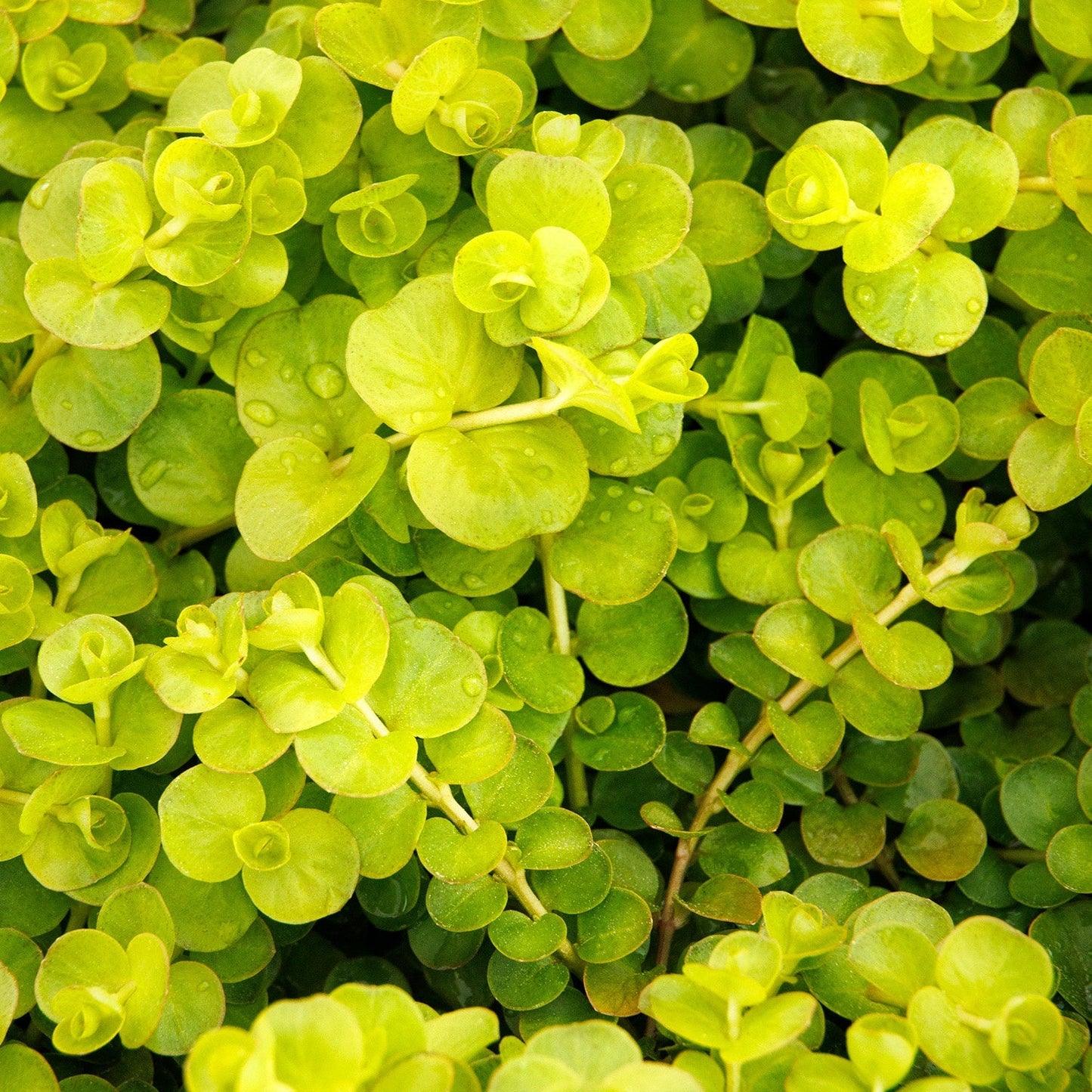 Creeping Jenny Starter Plants