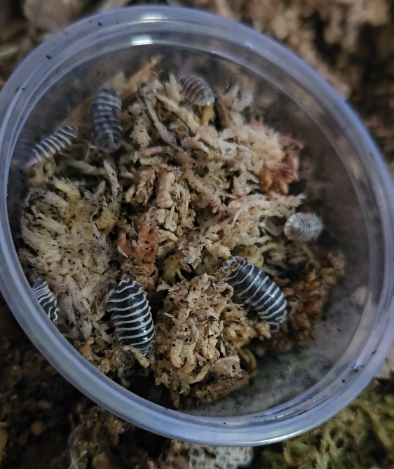 ZebraIsopods.png