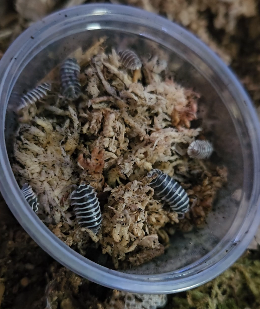 ZebraIsopods.png