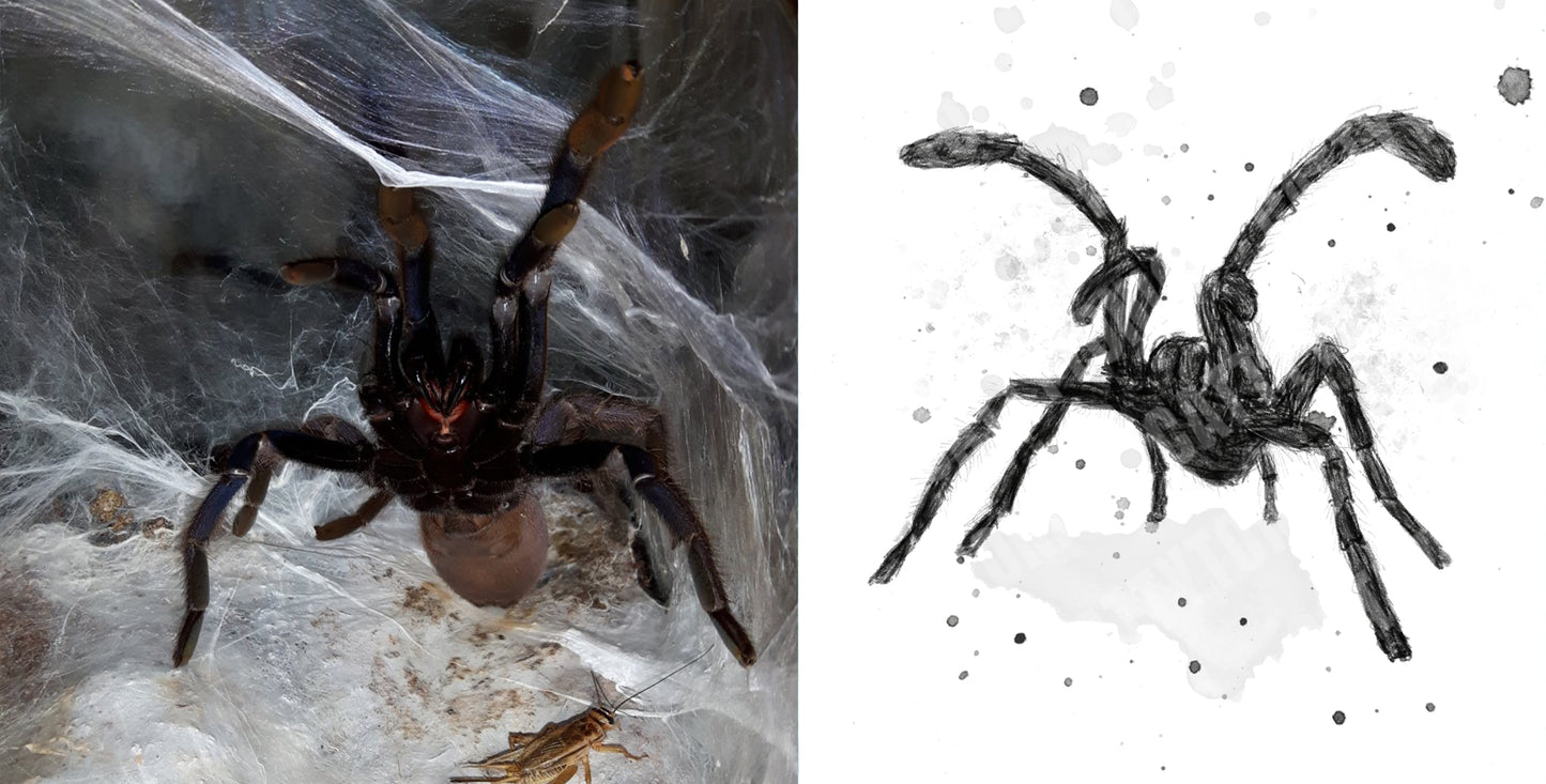 Tarantula.jpg