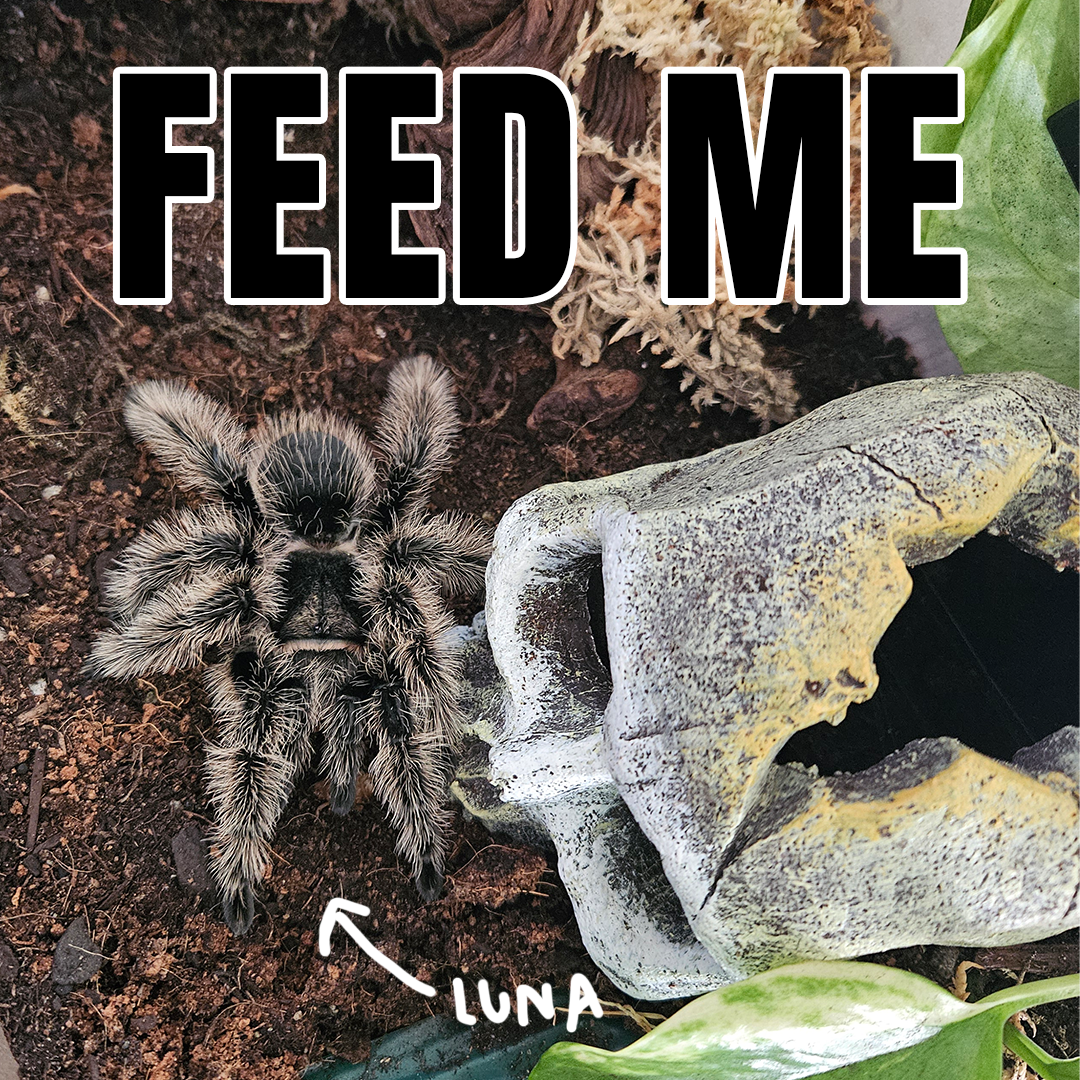 BMAC Product - Luna.png