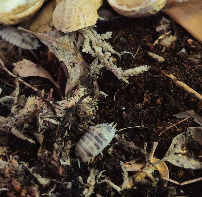 DairyCowIsopods.png