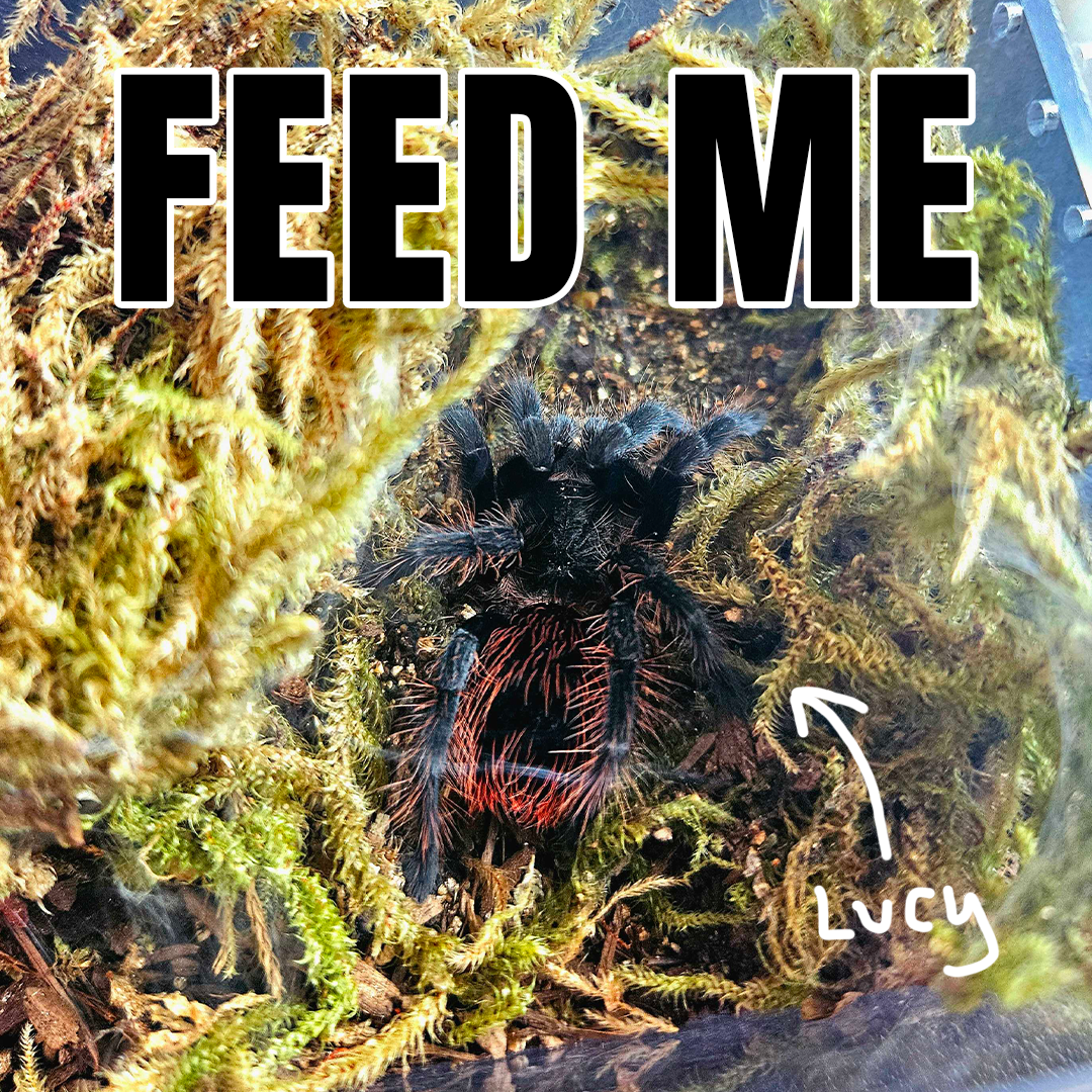 BMAC Product - Lucy.png