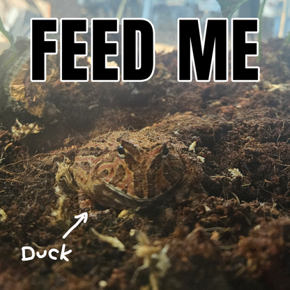 BMAC Product - Duck.png